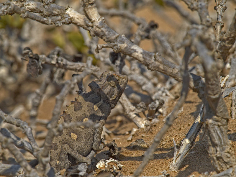 Swakopmund, Chameleon